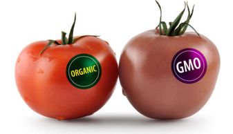 新版食品安全法聚焦转基因食品 监管、标识与消费者权益